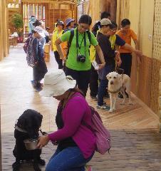 與導盲犬一起旅行聆聽花開的聲音
