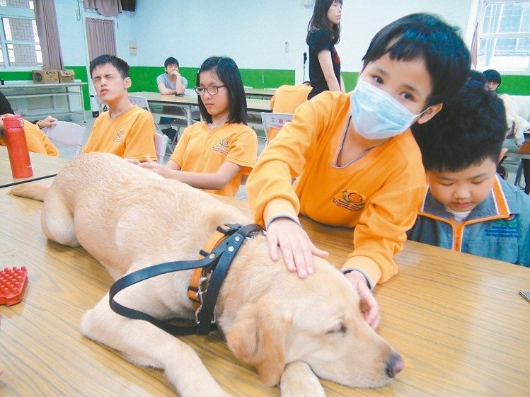 第一次摸導盲犬 台中視障生好興奮