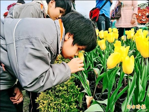 盲生低頭俯聞鬱金香，感受大自然的魅力。（記者歐素美攝）